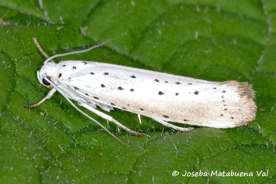 Yponomeuta rorrella - Yponomeutidae